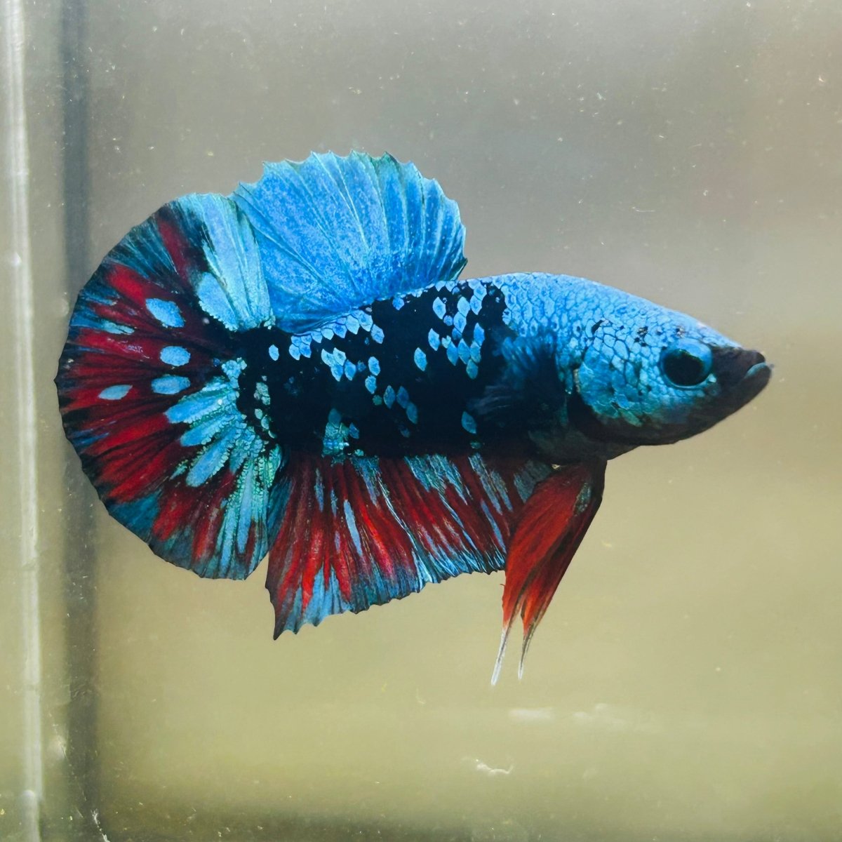 Avarta Nebula Plakat - Male Betta 123