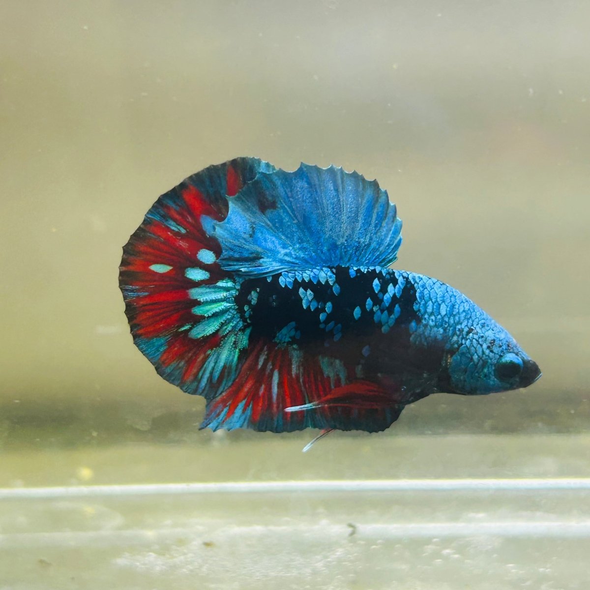 Avarta Nebula Plakat - Male Betta 123