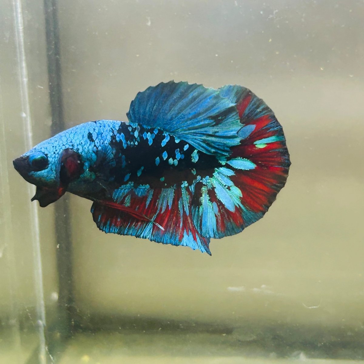 Avarta Nebula Plakat - Male Betta 123