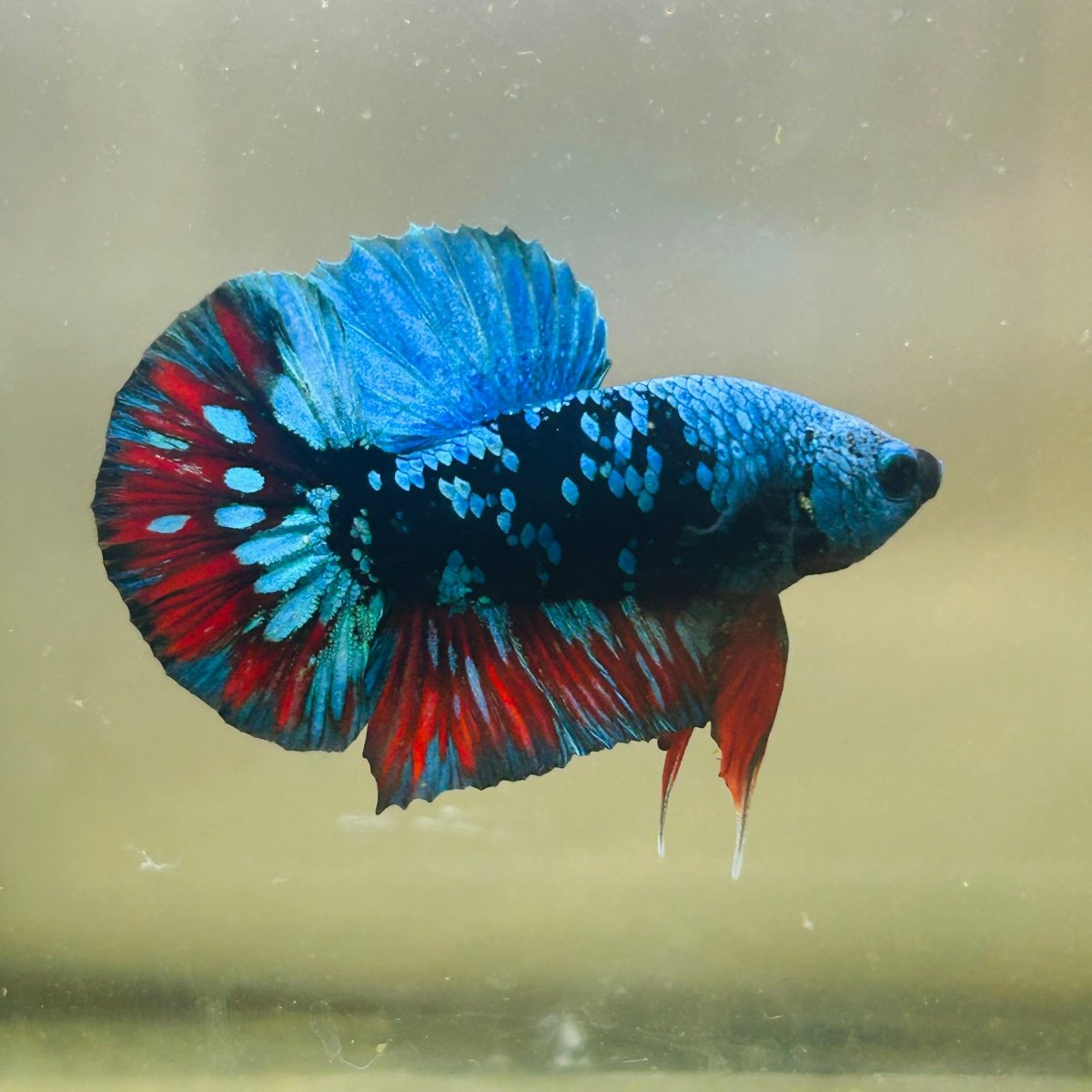 Avarta Nebula Plakat - Male Betta 123