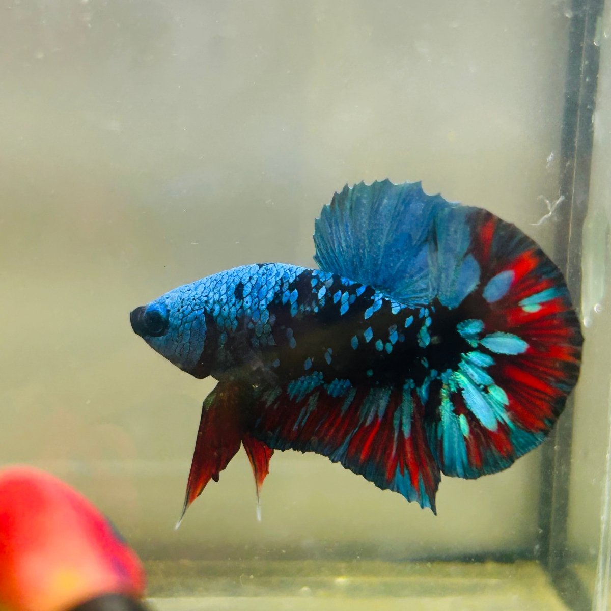Avarta Nebula Plakat - Male Betta 123