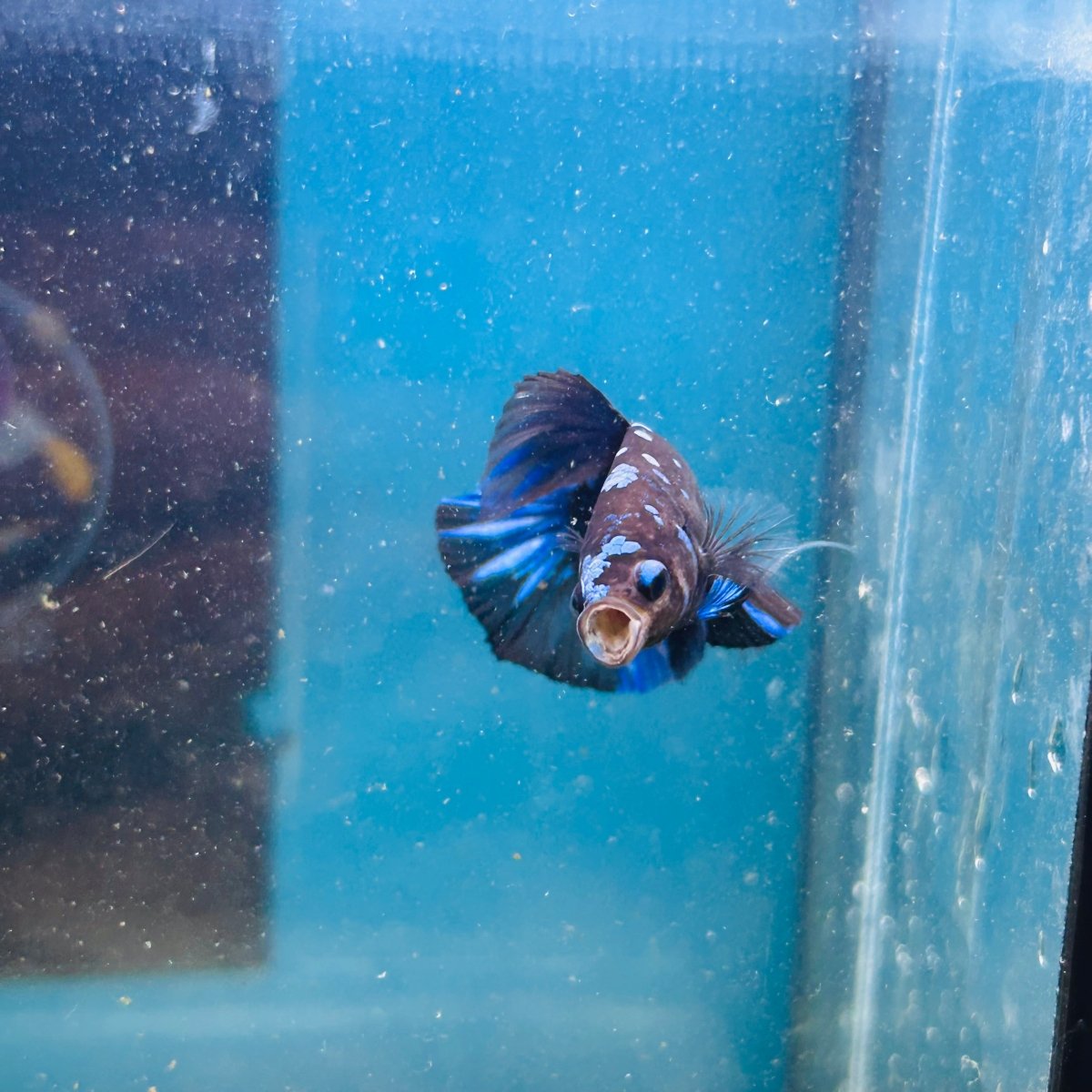 Avarta Nebula Plakat - Male Betta 199