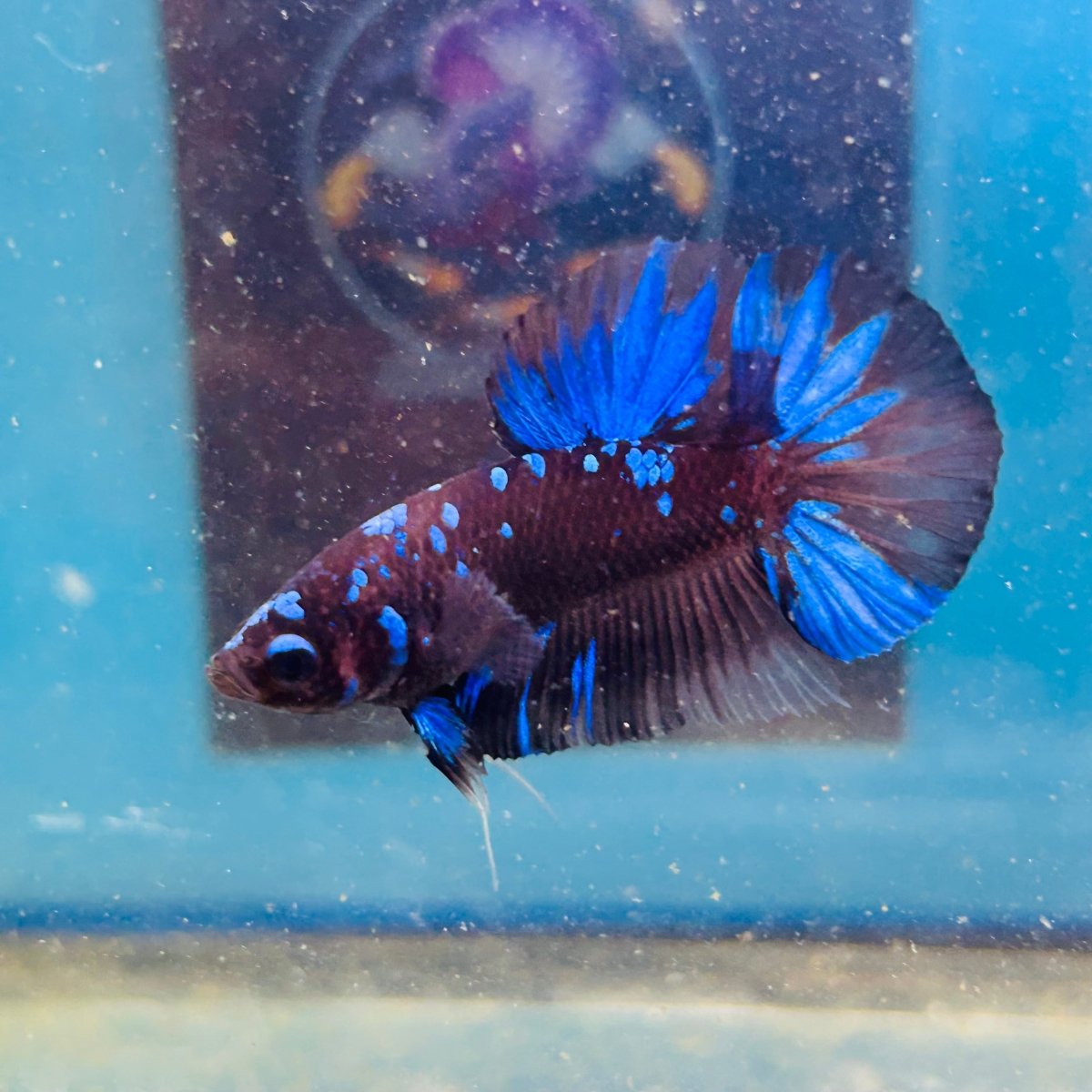 Avarta Nebula Plakat - Male Betta 199