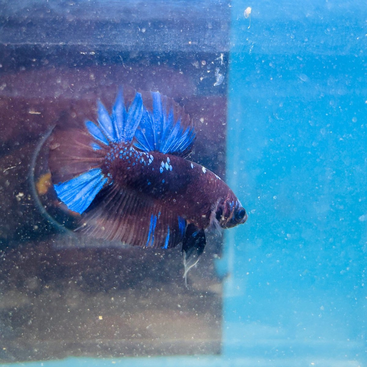 Avarta Nebula Plakat - Male Betta 199