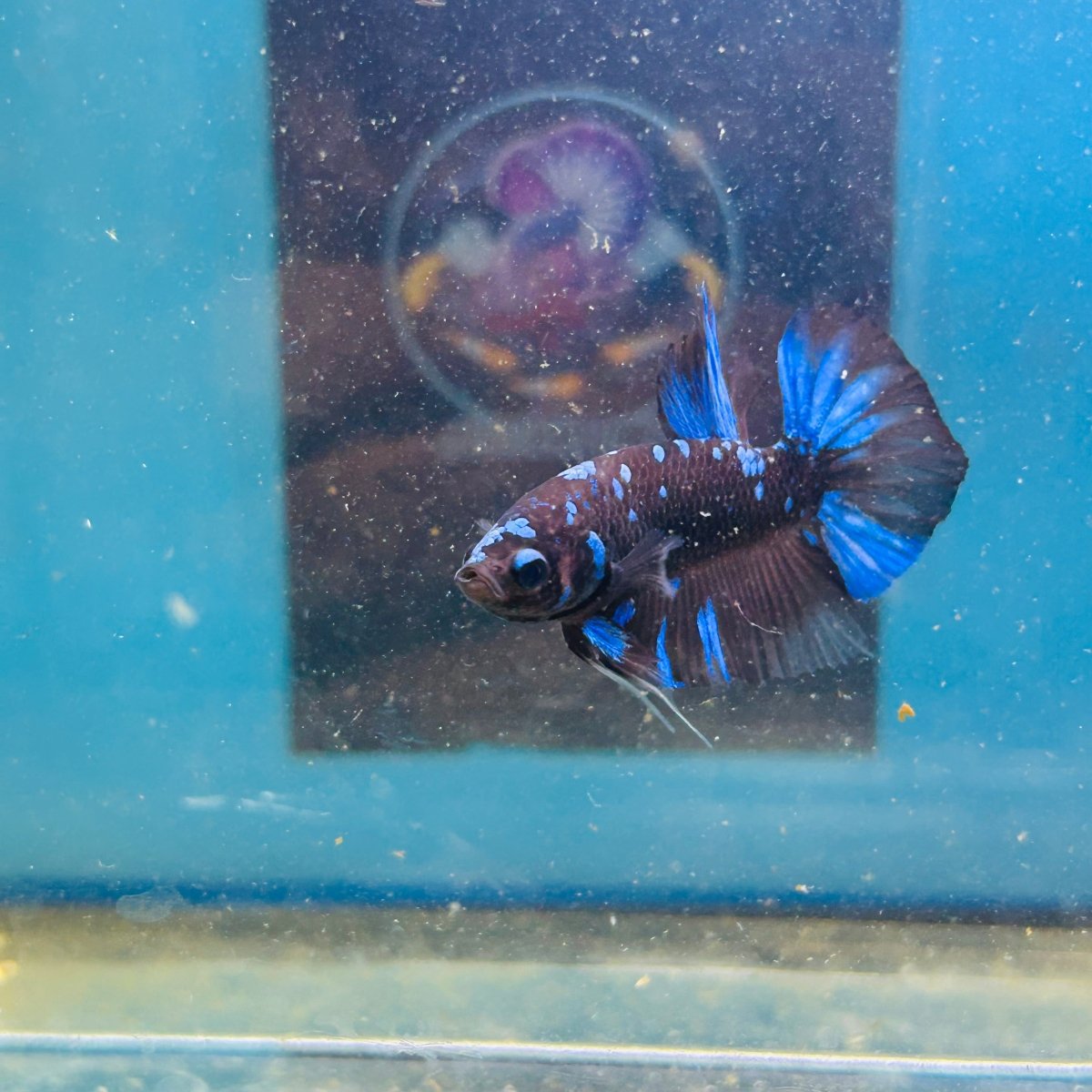 Avarta Nebula Plakat - Male Betta 199