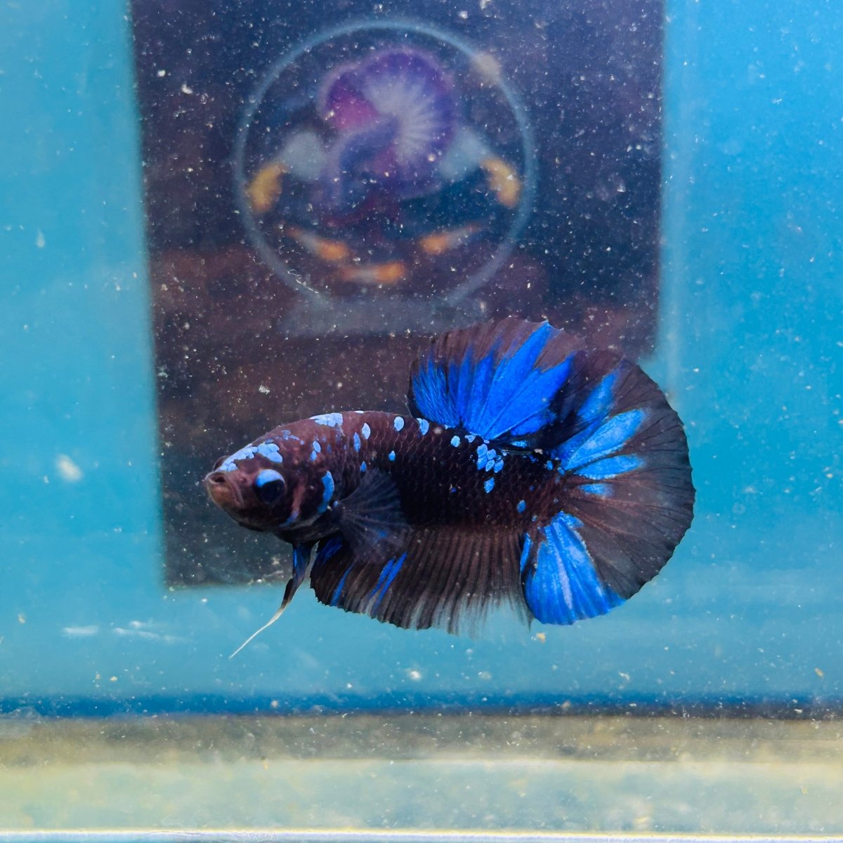 Avarta Nebula Plakat - Male Betta 199
