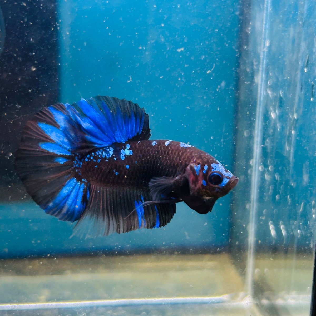 Avarta Nebula Plakat - Male Betta 199