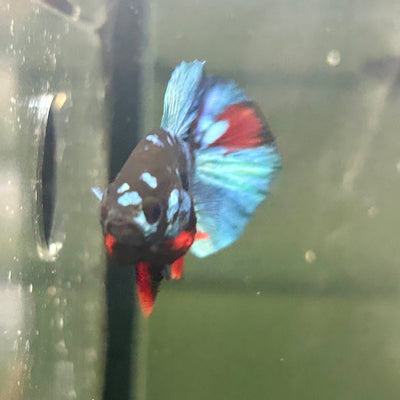 Avarta Nebula Plakat - Male Betta A147
