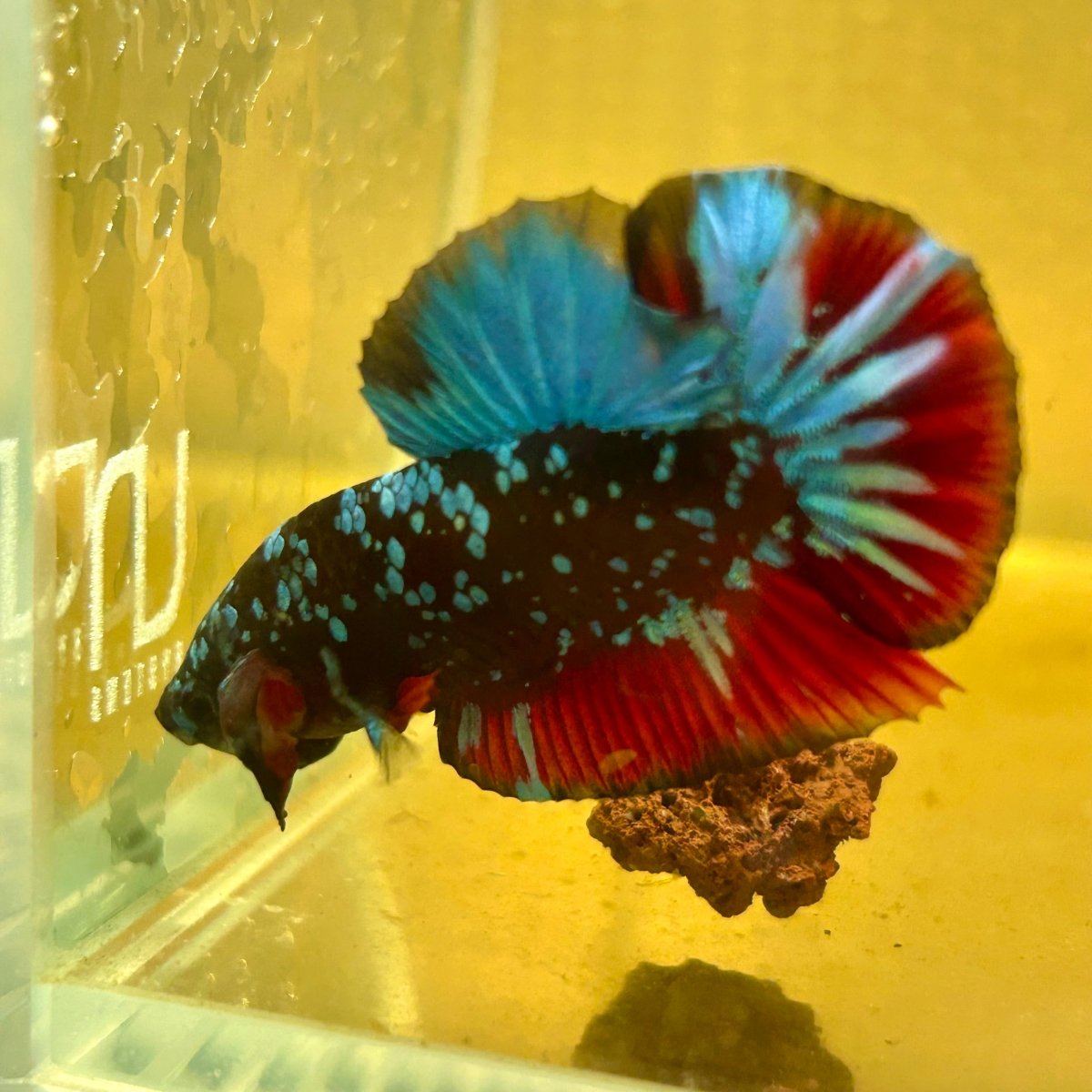 Avarta Nebula Plakat - Male Betta A19