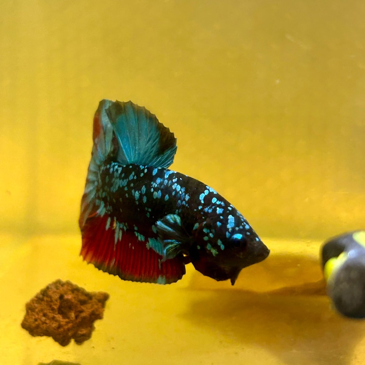 Avarta Nebula Plakat - Male Betta A19