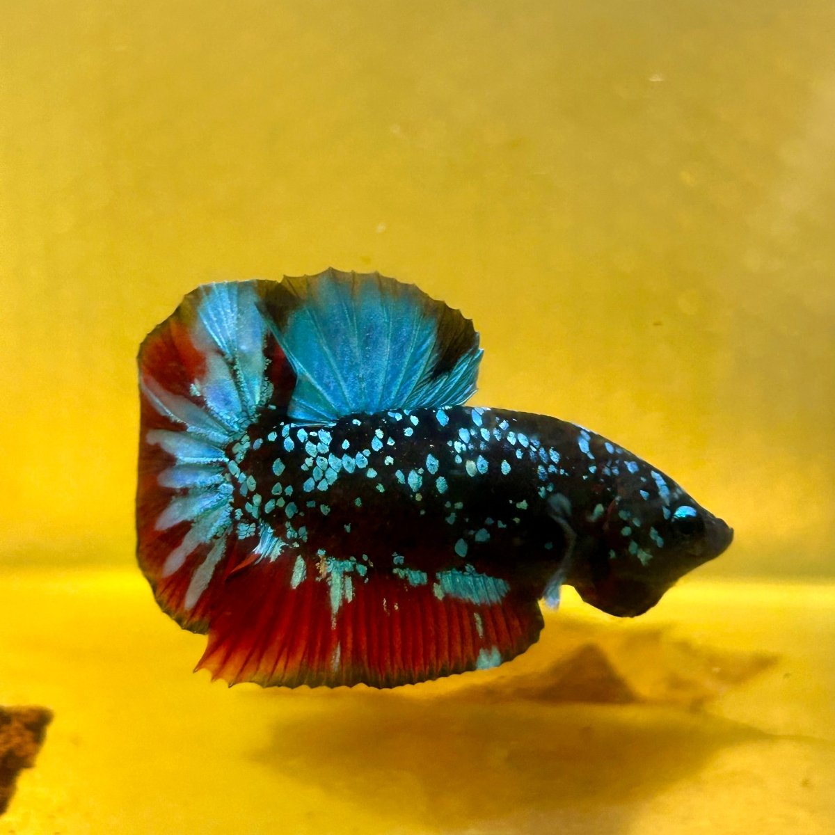 Avarta Nebula Plakat - Male Betta A19
