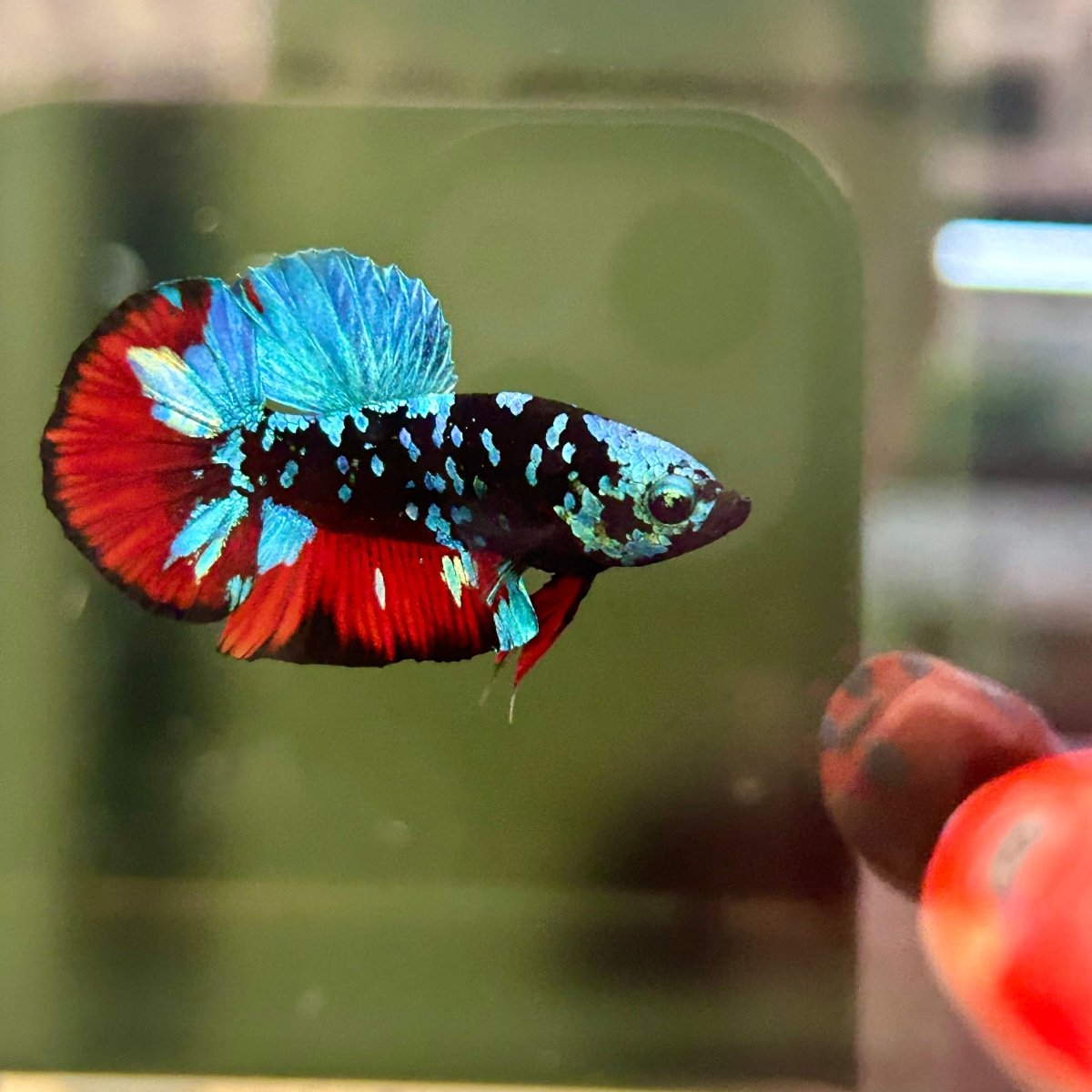 Avarta Nebula Plakat - Male Betta A88