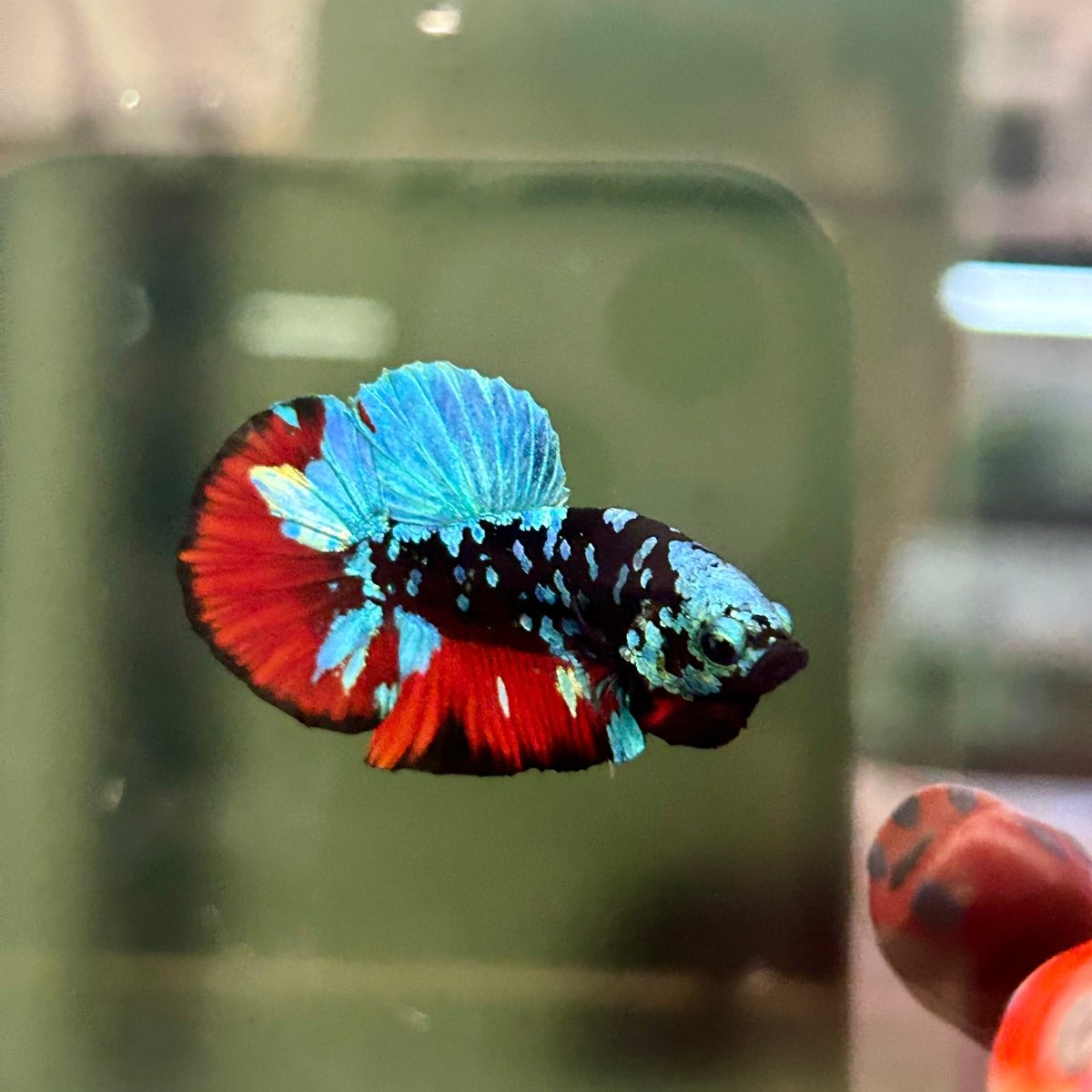 Avarta Nebula Plakat - Male Betta A88