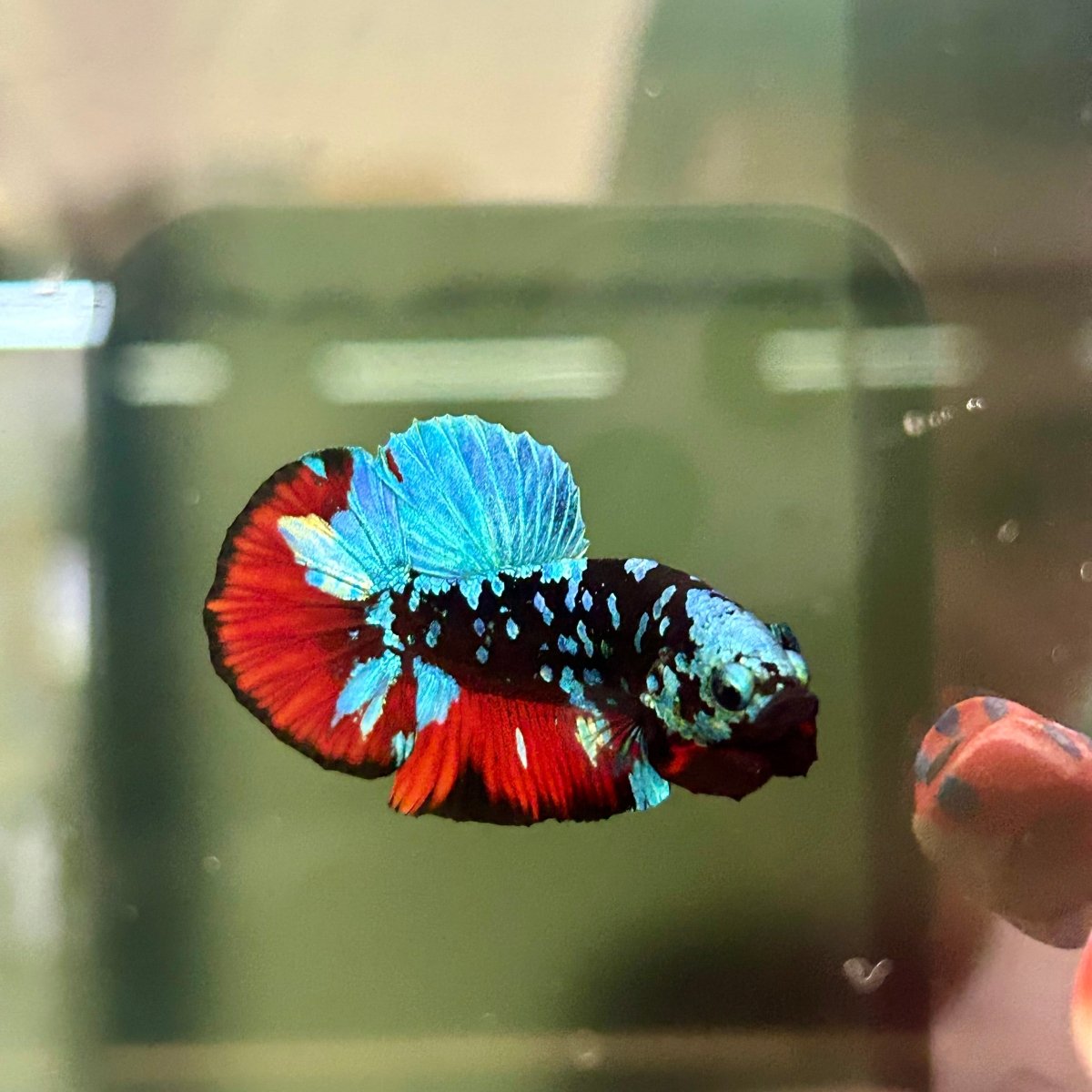 Avarta Nebula Plakat - Male Betta A88