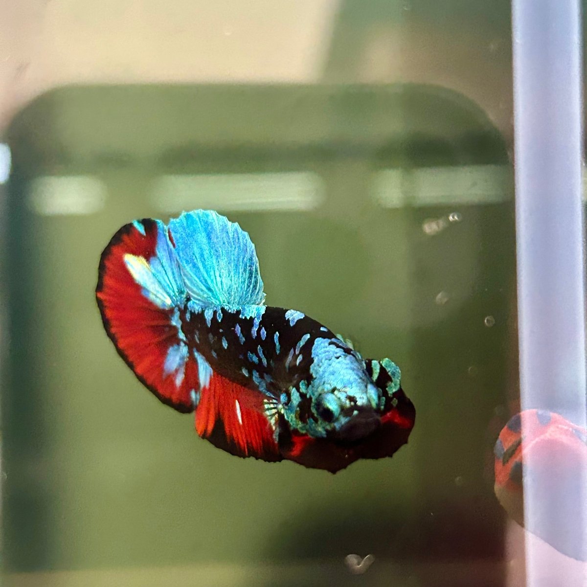 Avarta Nebula Plakat - Male Betta A88