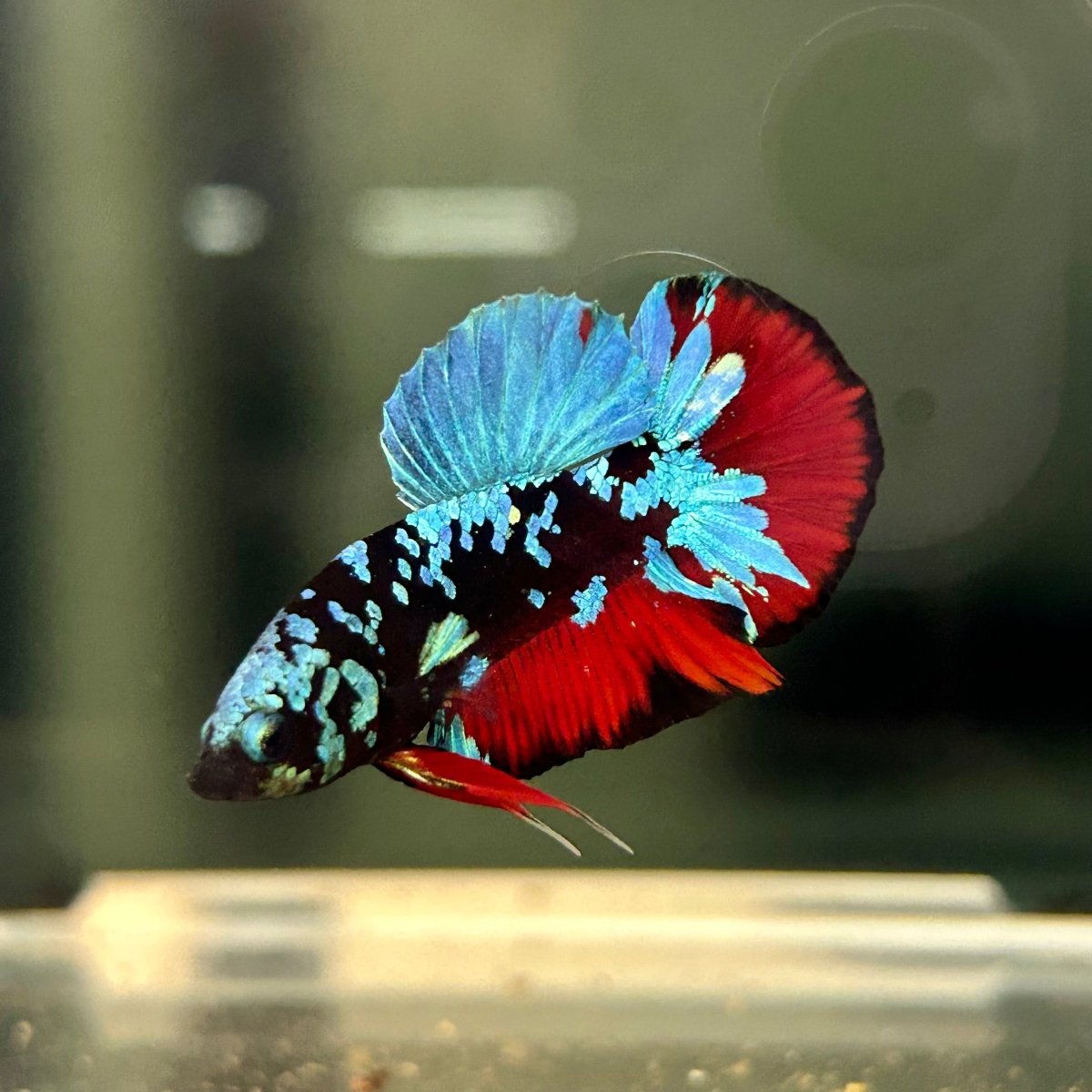 Avarta Nebula Plakat - Male Betta A88