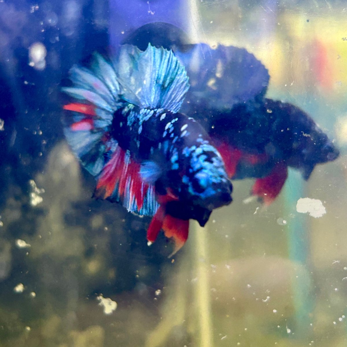 Avarta Nebula Plakat - Male Betta J13