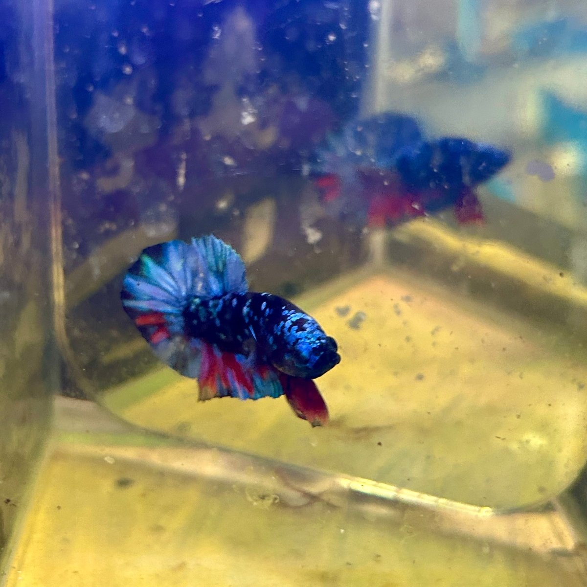 Avarta Nebula Plakat - Male Betta J13