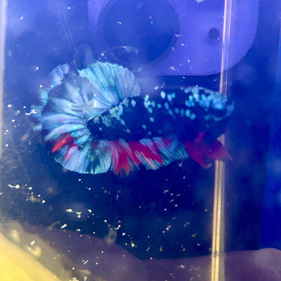 Avarta Nebula Plakat - Male Betta J13