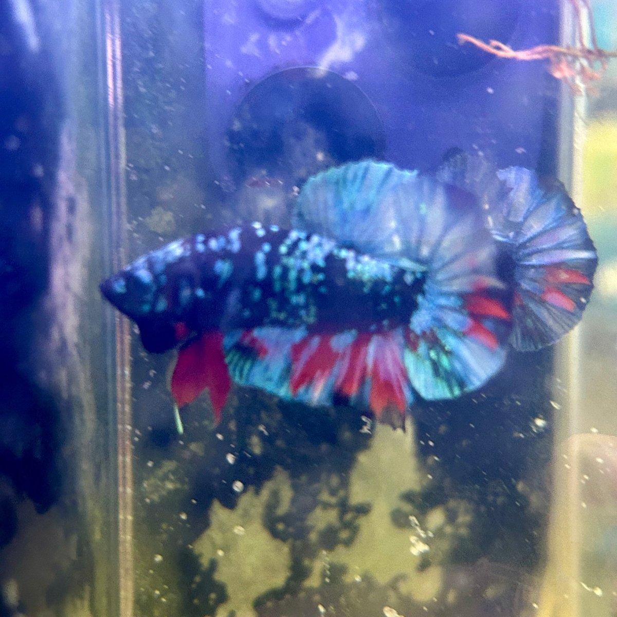 Avarta Nebula Plakat - Male Betta J13