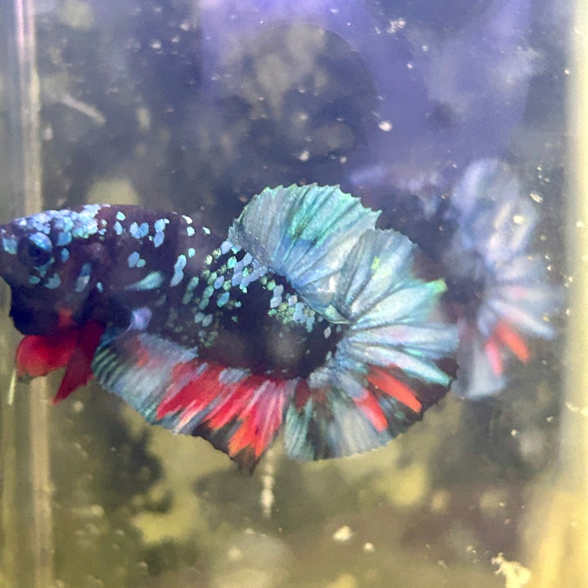 Avarta Nebula Plakat - Male Betta J13