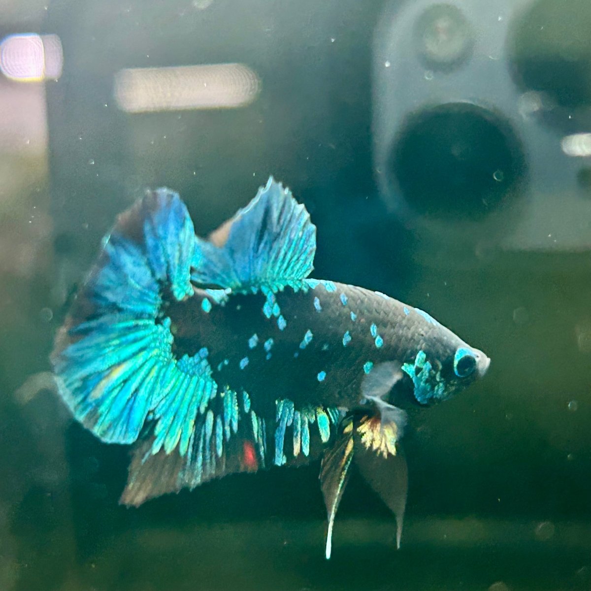 Avarta Nebula Plakat - Male Betta J53