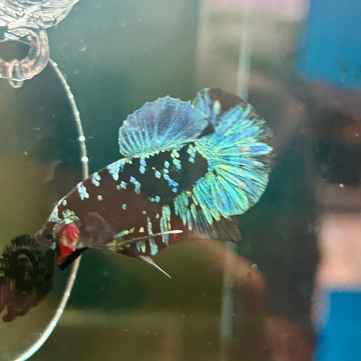 Avarta Nebula Plakat - Male Betta J53