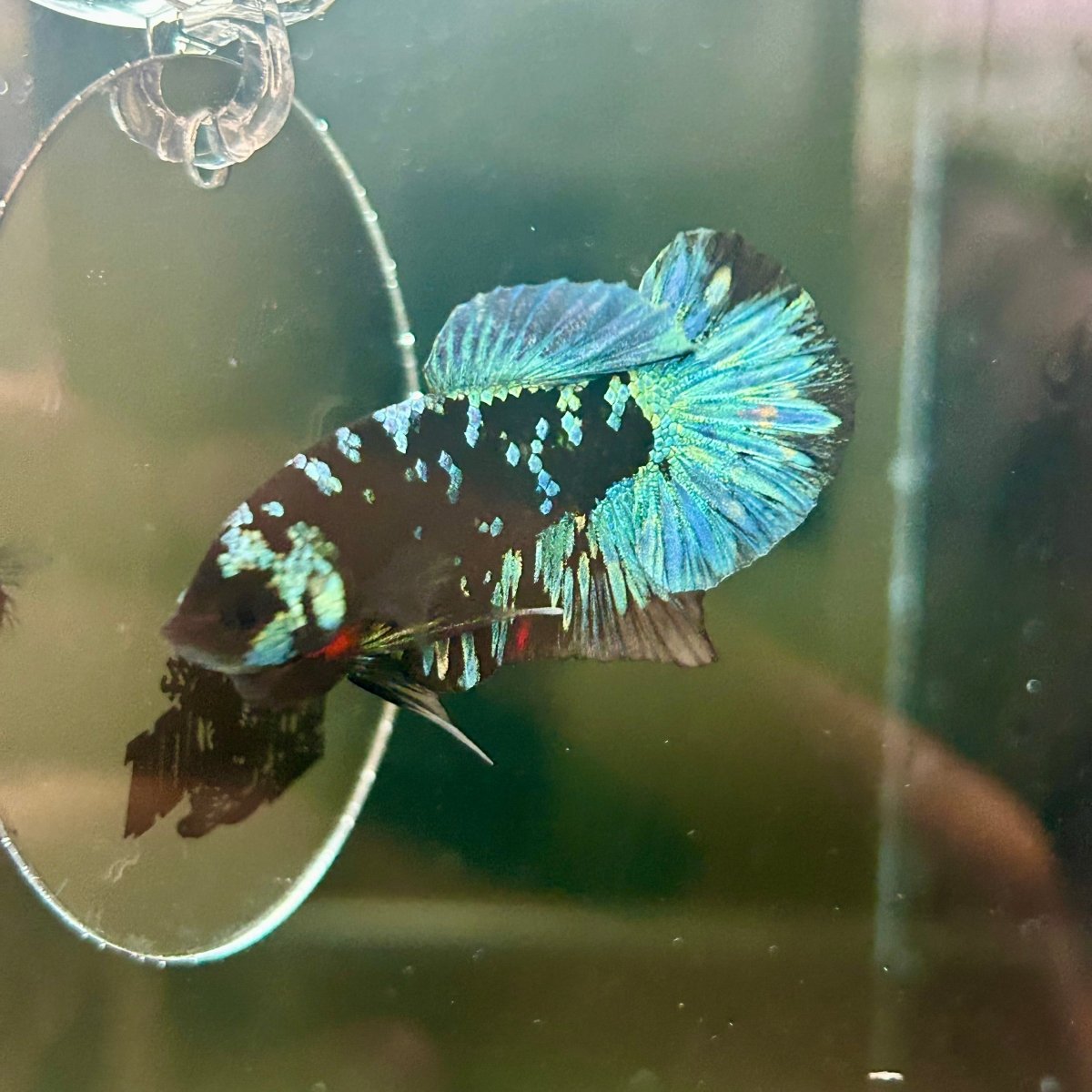 Avarta Nebula Plakat - Male Betta J53
