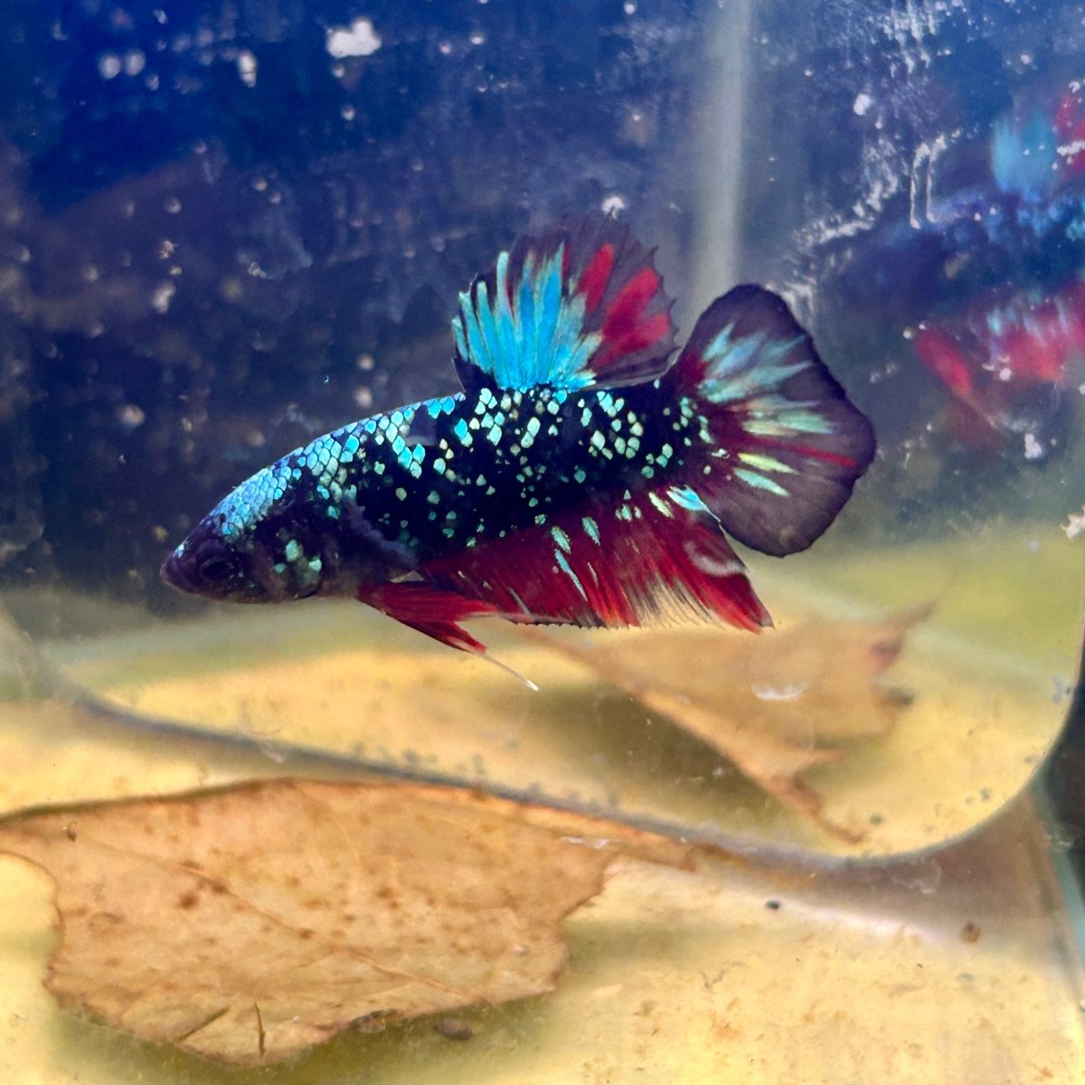Avarta Nebula Plakat - Male Betta M16