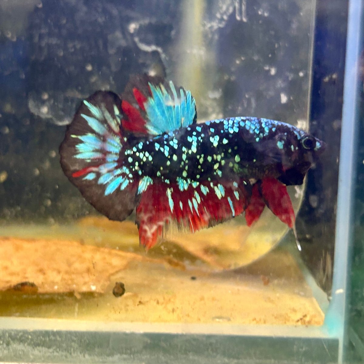 Avarta Nebula Plakat - Male Betta M16