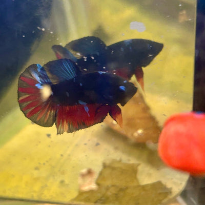 Avarta Nebula Plakat - Male Betta M51