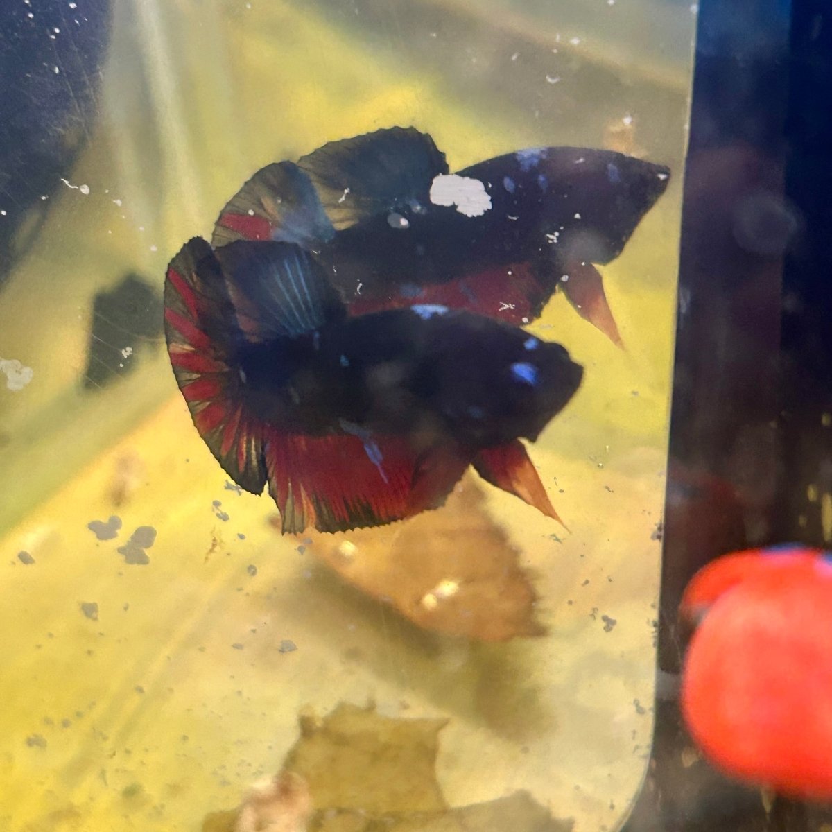 Avarta Nebula Plakat - Male Betta M51