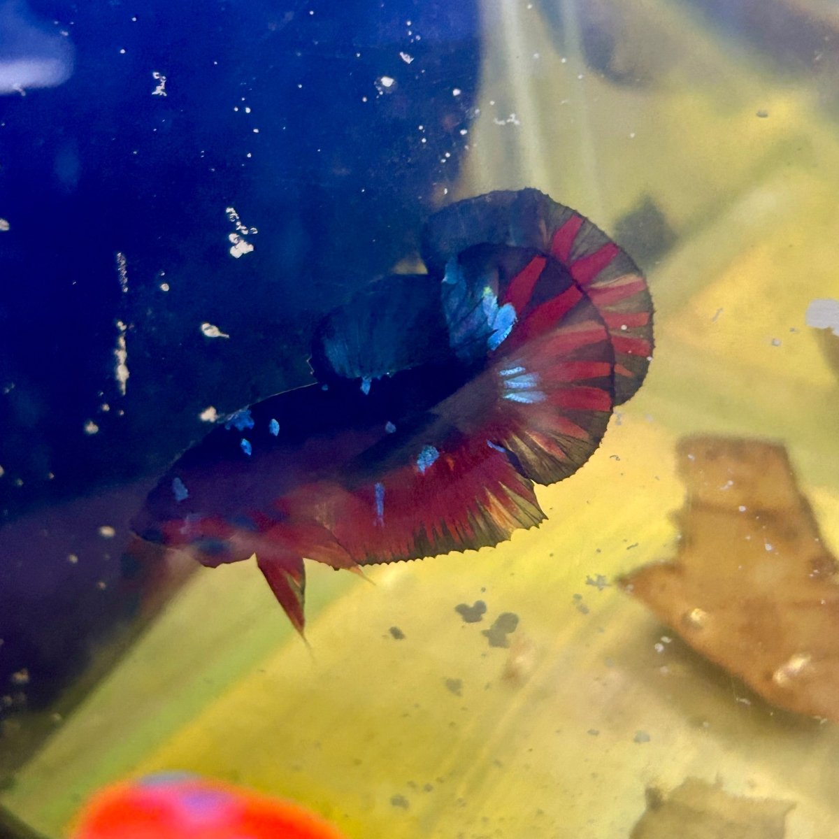 Avarta Nebula Plakat - Male Betta M51