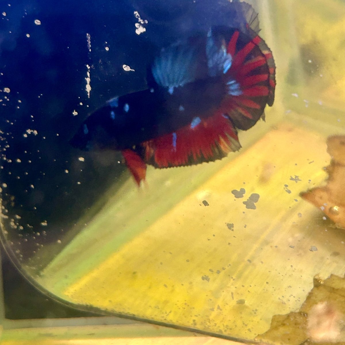 Avarta Nebula Plakat - Male Betta M51