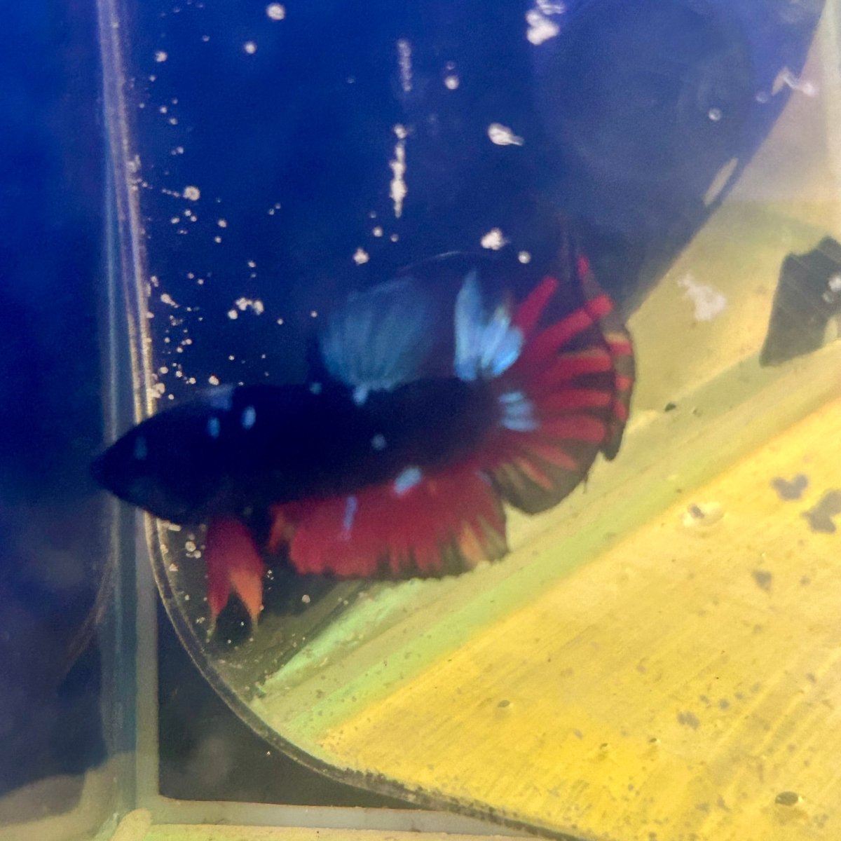 Avarta Nebula Plakat - Male Betta M51