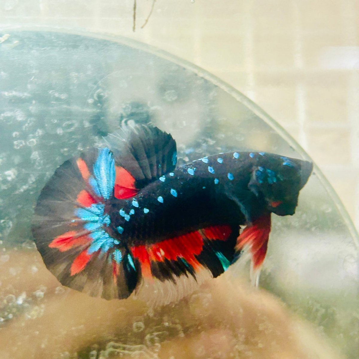 Avarta Nebula Plakat - Male Betta N03