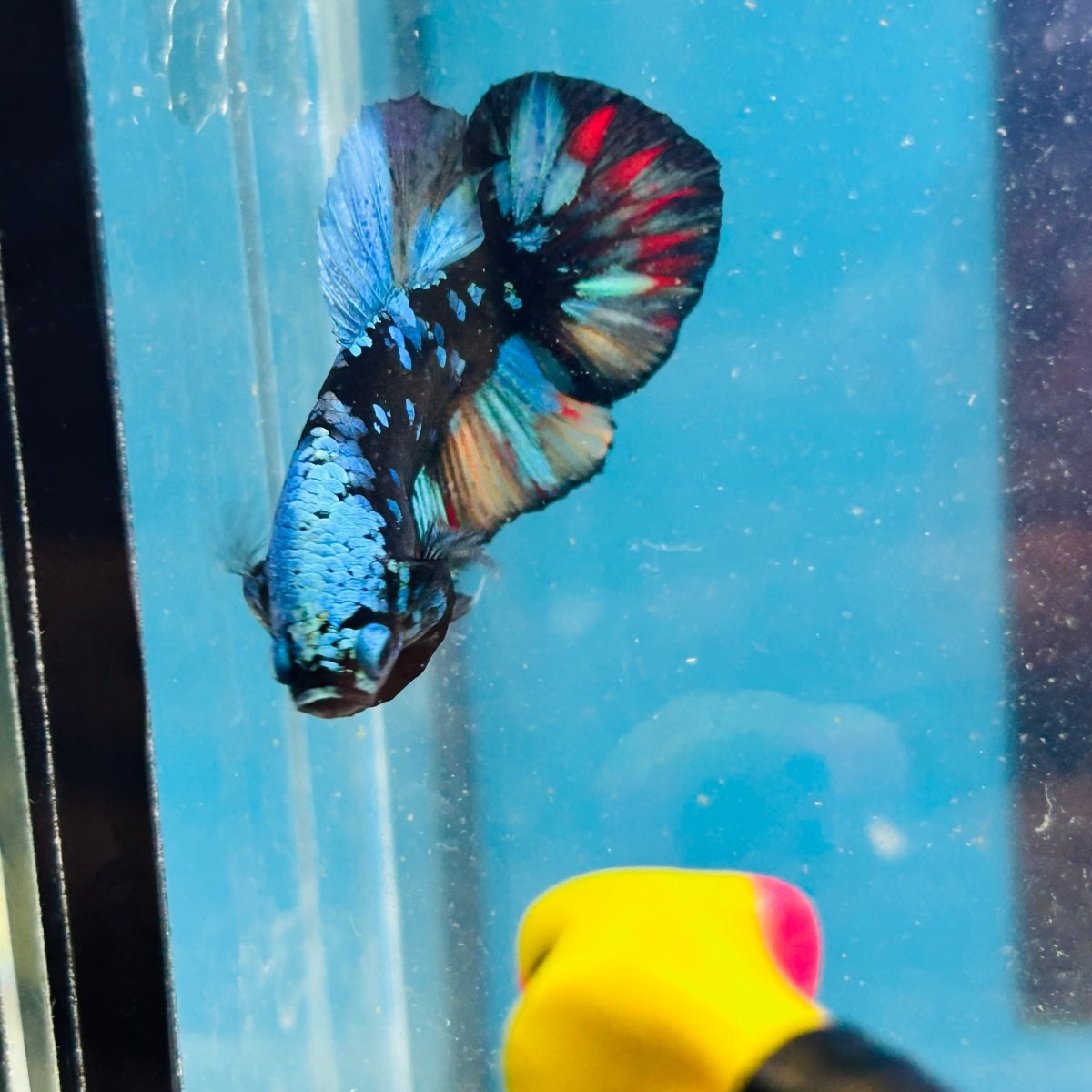 Avarta Nemo Plakat - Male Betta 072