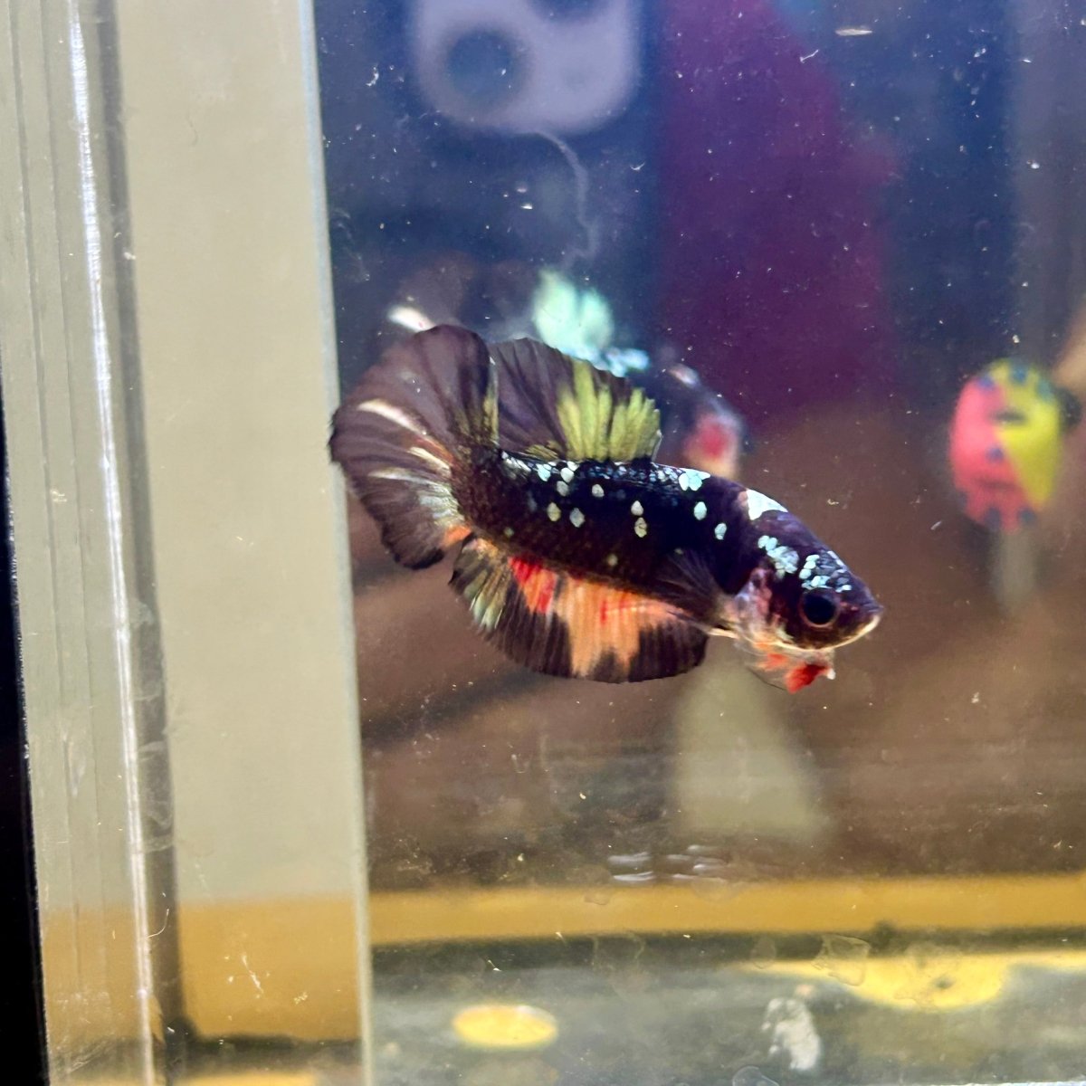 Avarta Nemo Plakat - Male Betta 076