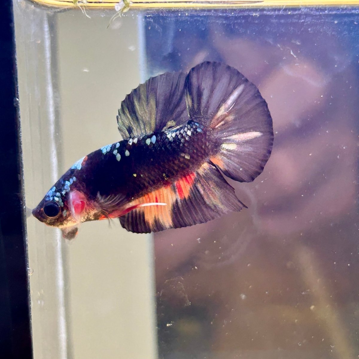 Avarta Nemo Plakat - Male Betta 076