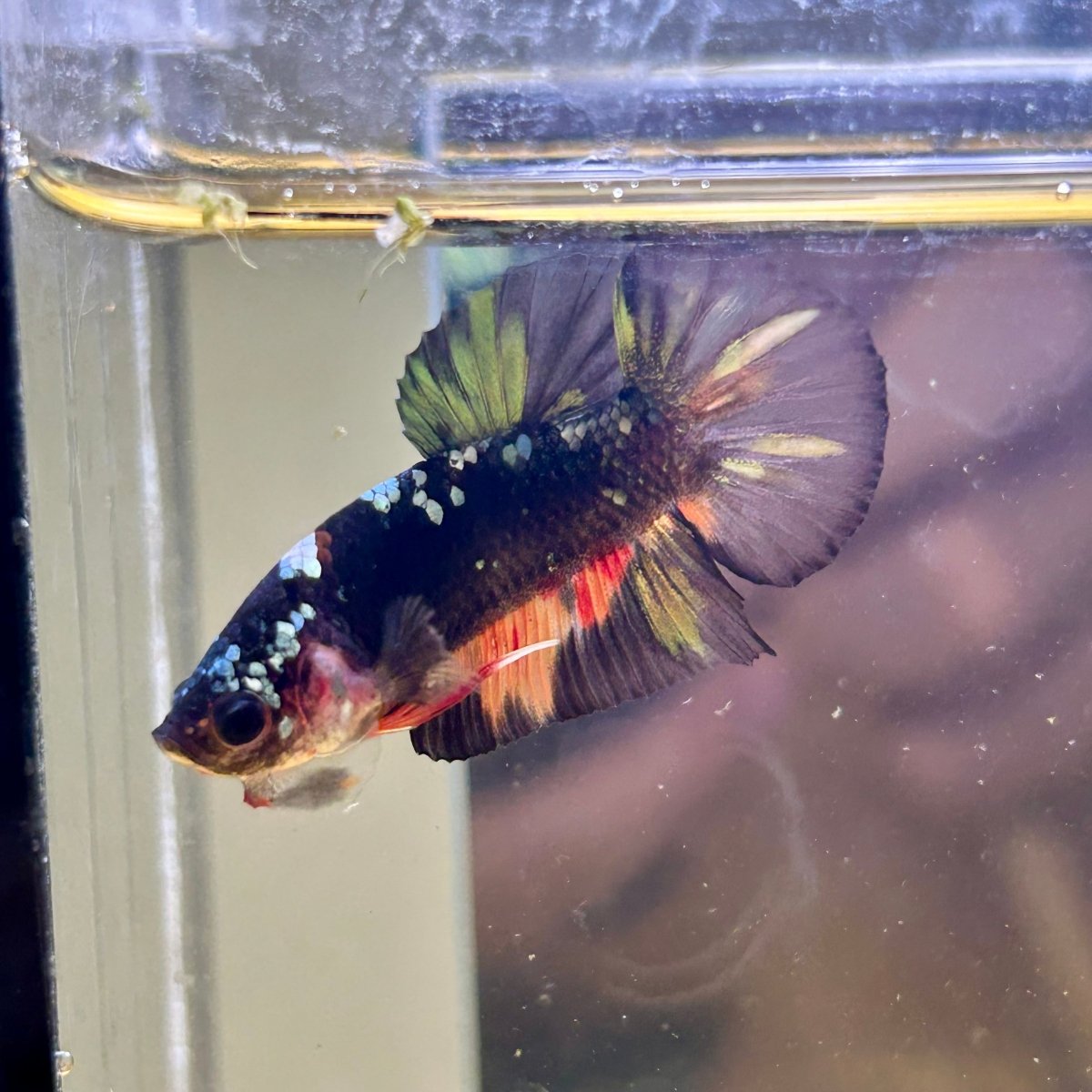 Avarta Nemo Plakat - Male Betta 076