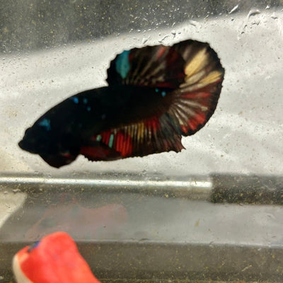 Avarta Nemo Plakat - Male Betta 182
