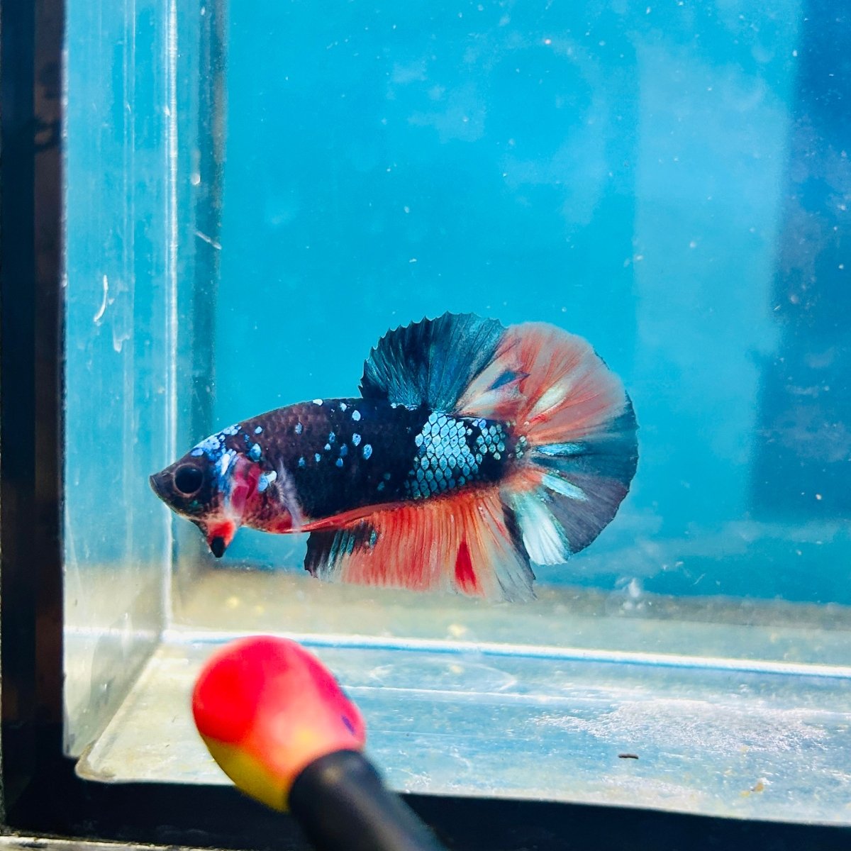 Avarta Nemo Plakat - Male Betta 190