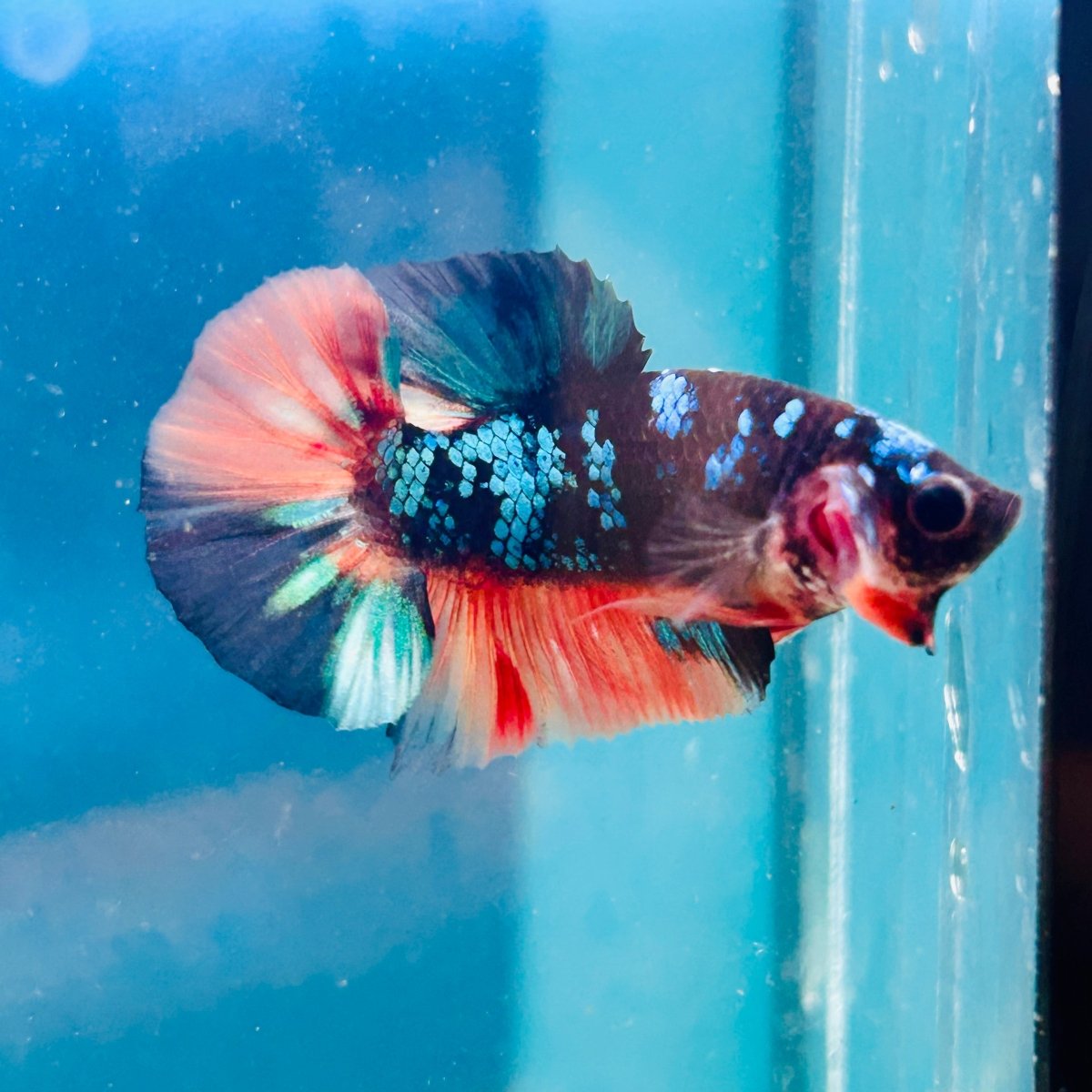 Avarta Nemo Plakat - Male Betta 190