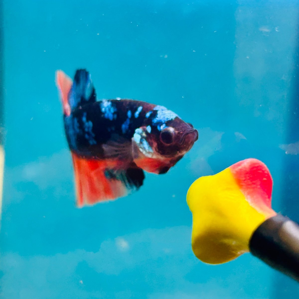 Avarta Nemo Plakat - Male Betta 190