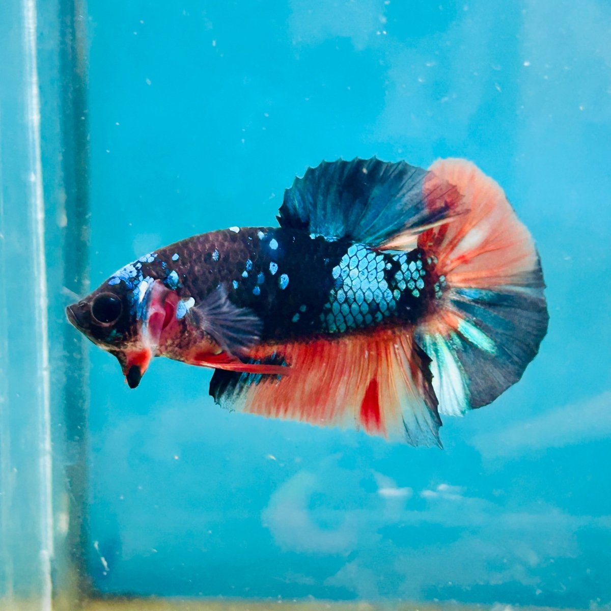 Avarta Nemo Plakat - Male Betta 190