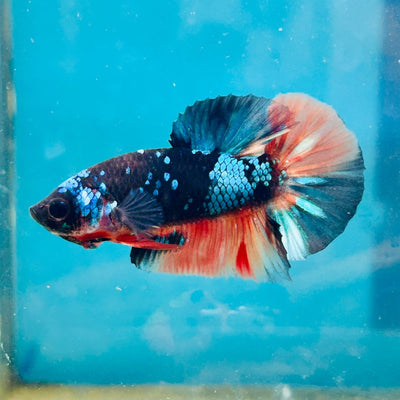 Avarta Nemo Plakat - Male Betta 190