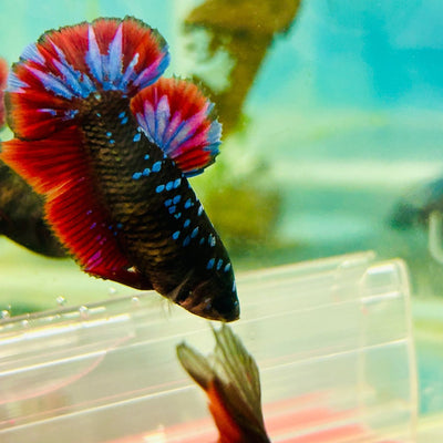 Avarta Neubupa Plakat - Female Betta 016 Live Betta Fish Female betta