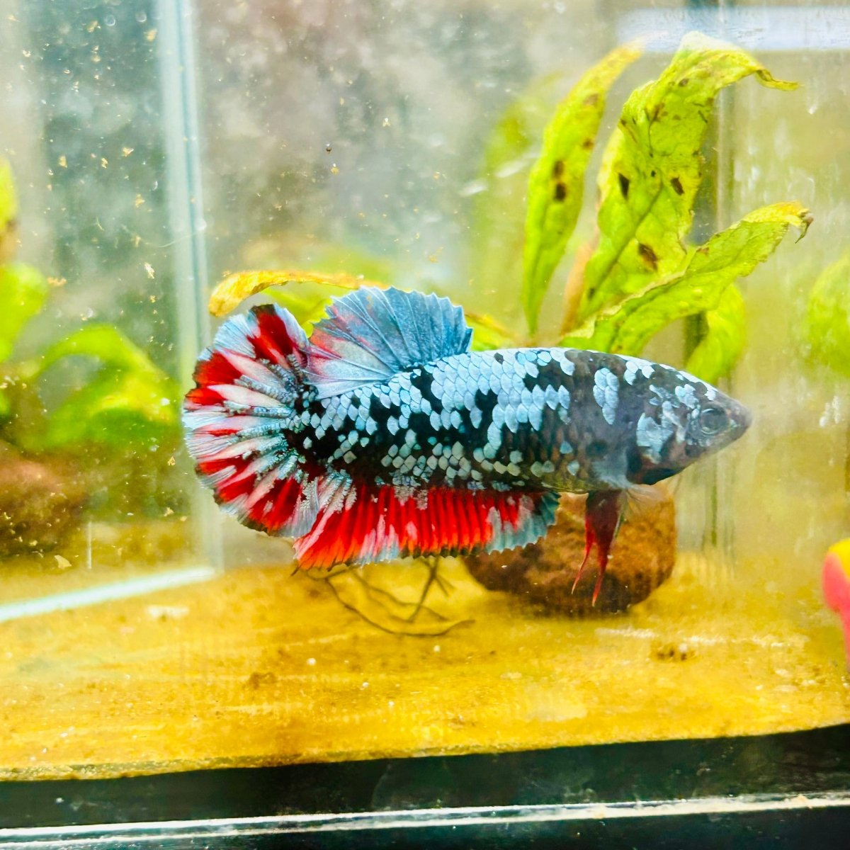 Avarta Neubupa Plakat - Female Betta 155 Live Betta Fish Female betta