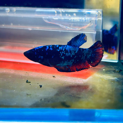 Avarta Neubupa Plakat - Female Betta F33 Live Betta Fish Female betta