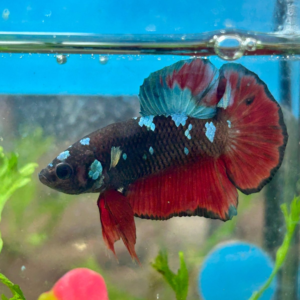 Avarta Vampire Plakat - Male Betta 156